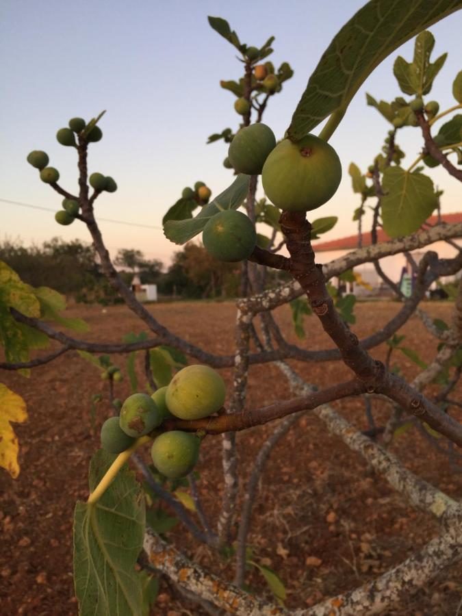 Vila Solar Da Cotovia Albufeira Exteriér fotografie